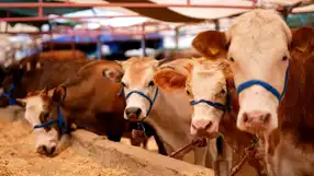 Yumaklı: Kurbanlık Hayvan Varlığı Yeterli