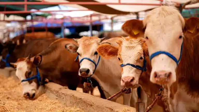 Yumaklı: Kurbanlık Hayvan Varlığı Yeterli